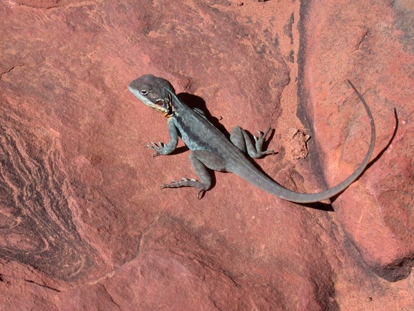 Lizard
